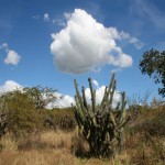 Guanica Dry Forest