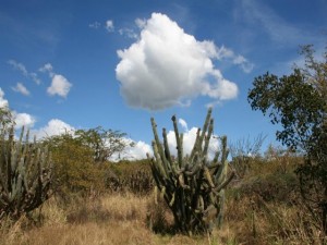 Guanica Dry Forest